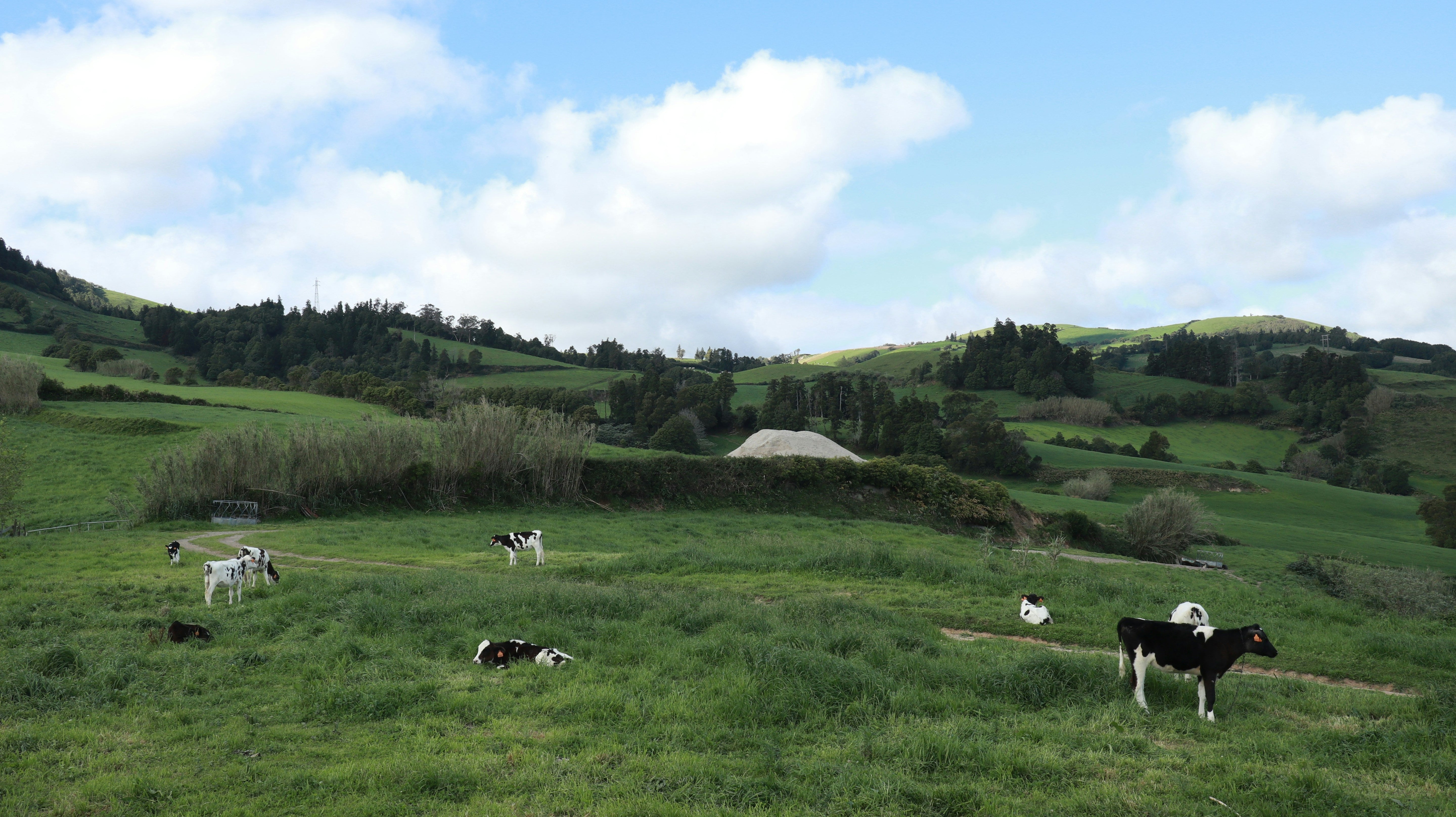 Açores Collection